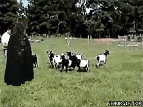 darth-goats-faint